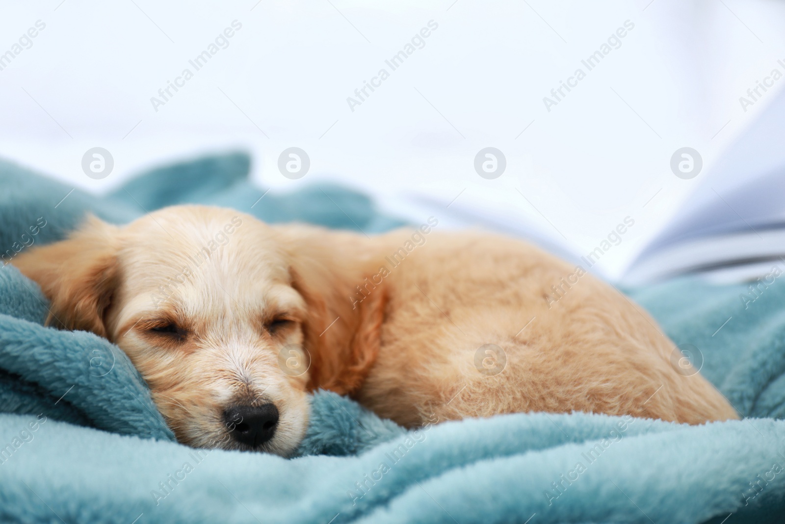 Photo of Cute English Cocker Spaniel puppy sleeping on plaid