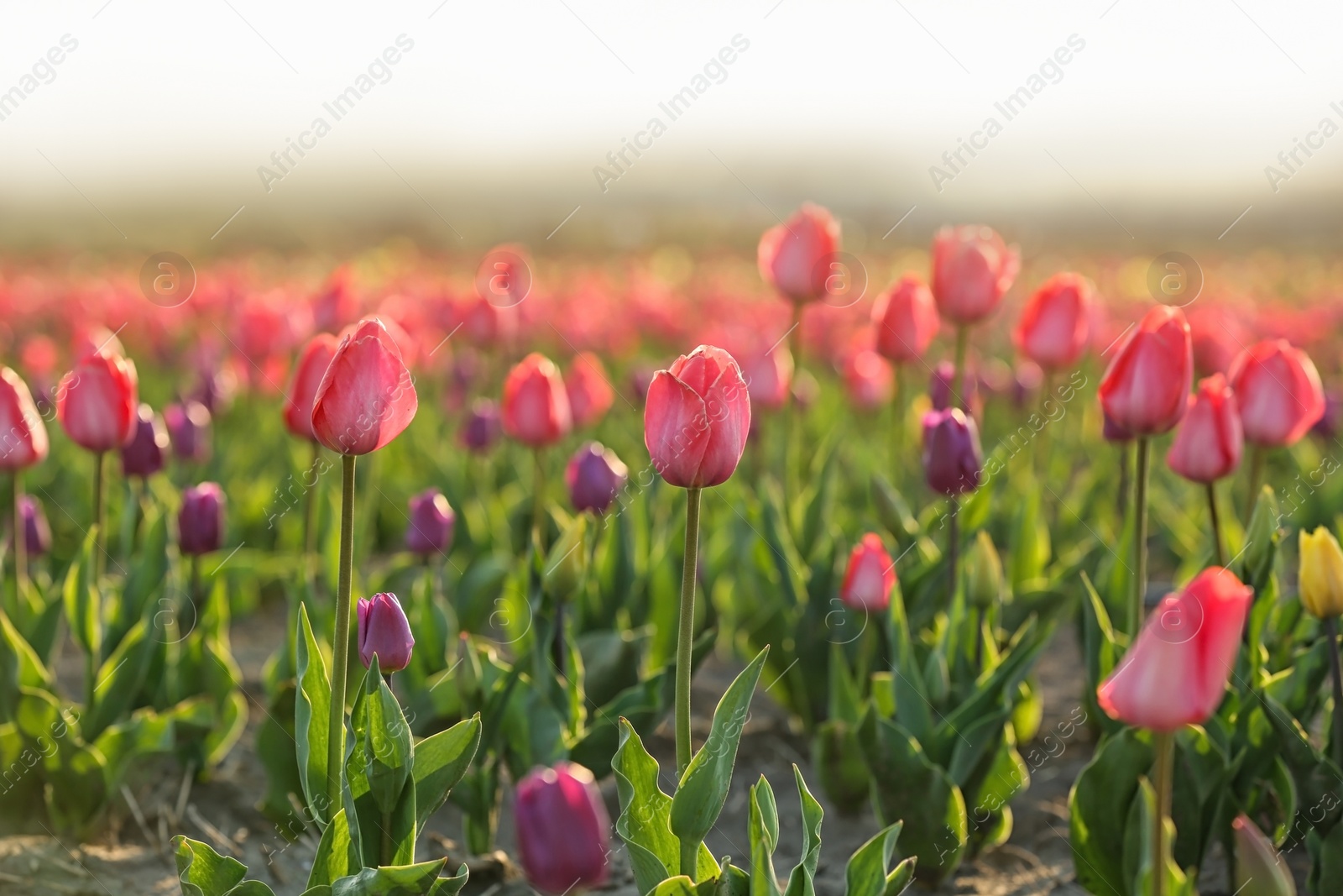 Photo of Field with fresh beautiful tulips. Blooming flowers