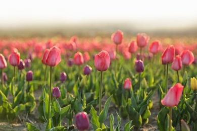 Photo of Field with fresh beautiful tulips. Blooming flowers