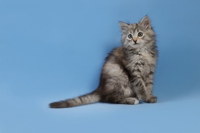 Photo of Cute fluffy kitten on light blue background, space for text