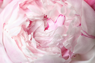 Closeup view of beautiful white peony flower