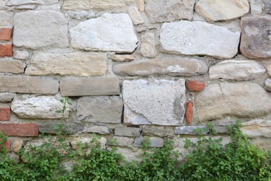 Photo of Beautiful green plants near old stone wall outdoors