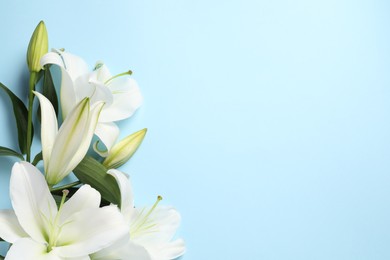 Photo of Beautiful white lily flowers on light blue background, flat lay. Space for text