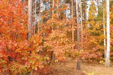 Photo of Beautiful trees with colorful leaves in forest. Autumn season