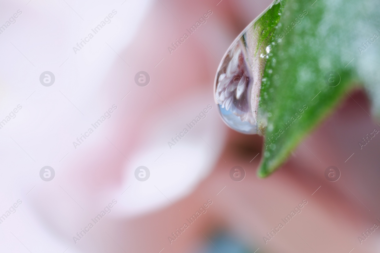 Photo of Macro photo of beautiful flower reflected in water drop on green leaf against blurred pink background. Space for text
