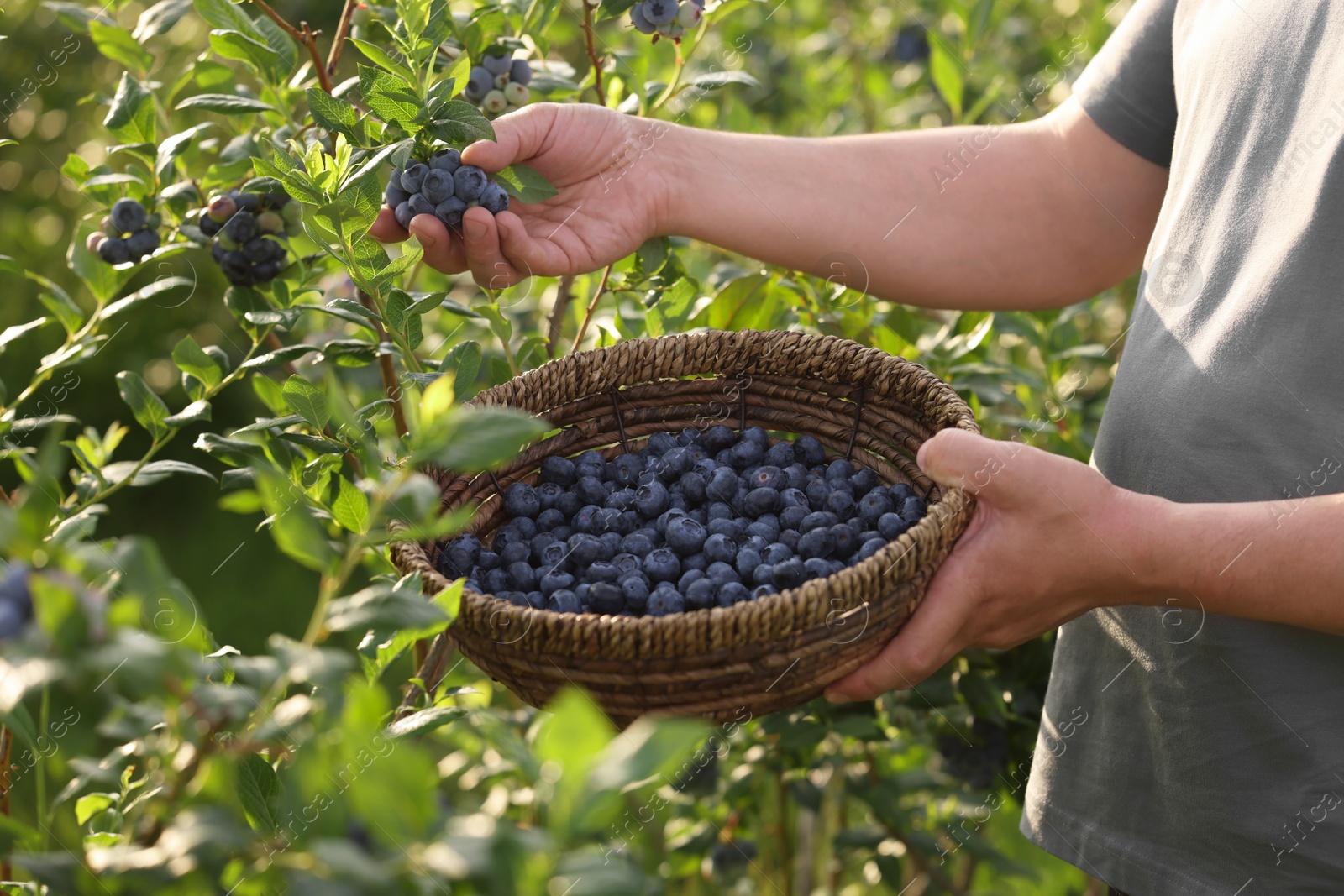 Photo of Man with wicker basket picking up wild blueberries outdoors, closeup. Seasonal berries