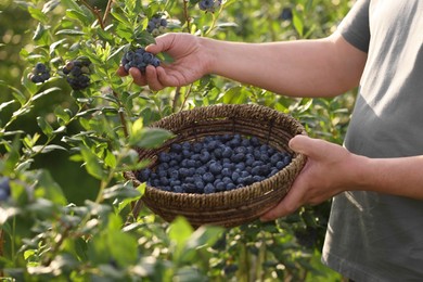 Man with wicker basket picking up wild blueberries outdoors, closeup. Seasonal berries