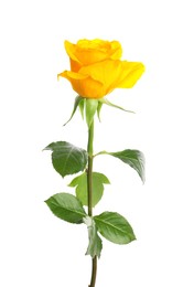 One beautiful yellow rose isolated on white