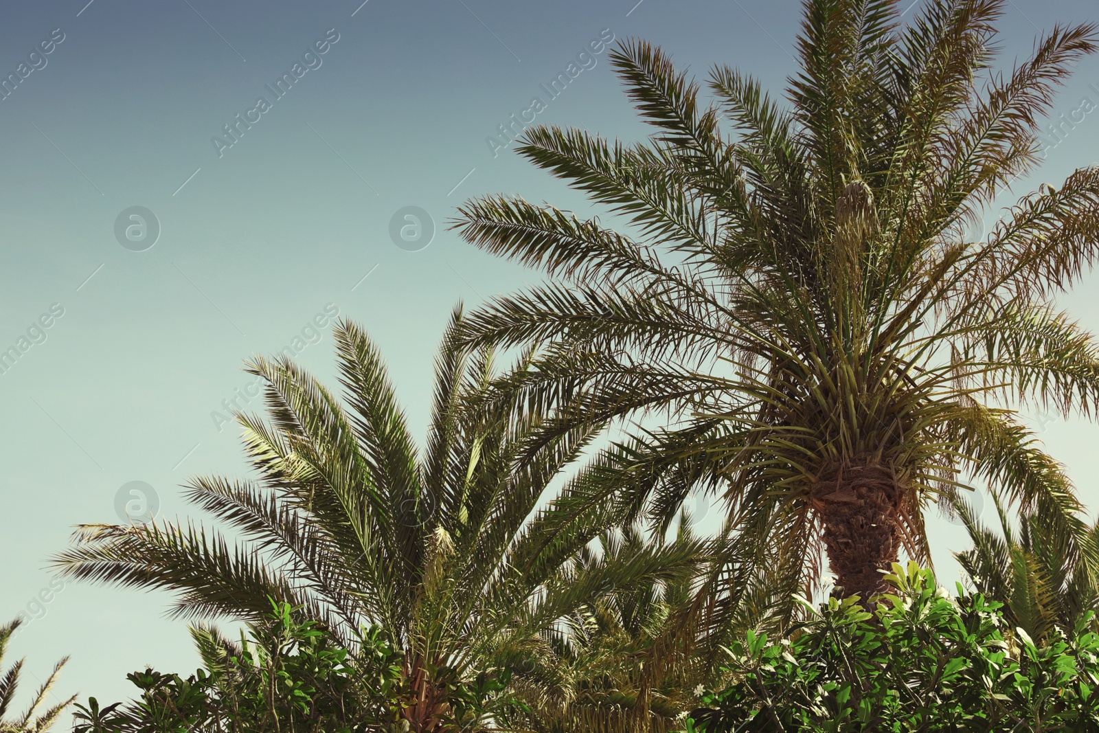 Image of Tropical palm trees with beautiful leaves outdoors