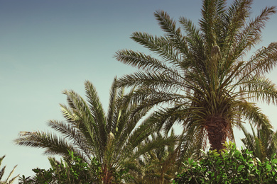 Tropical palm trees with beautiful leaves outdoors