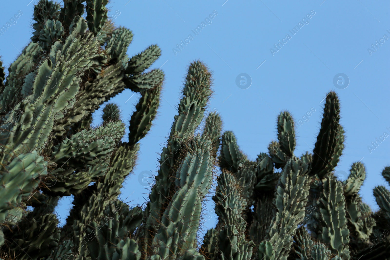 Photo of Beautiful green cactus growing against blue sky