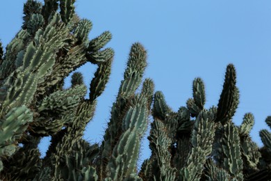 Beautiful green cactus growing against blue sky