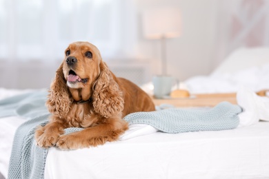 Cute Cocker Spaniel dog with warm blanket on bed at home. Cozy winter