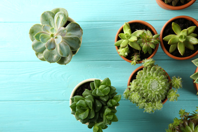 Many different echeverias on light blue wooden table, flat lay. Beautiful succulent plants