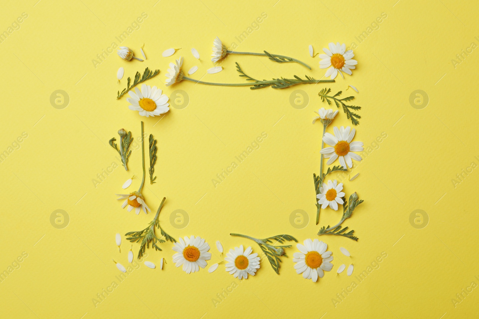 Photo of Frame made with fresh chamomiles on yellow background. Space for text