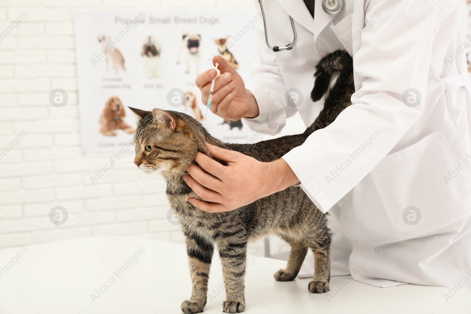 Photo of Professional veterinarian vaccinating cute cat in clinic