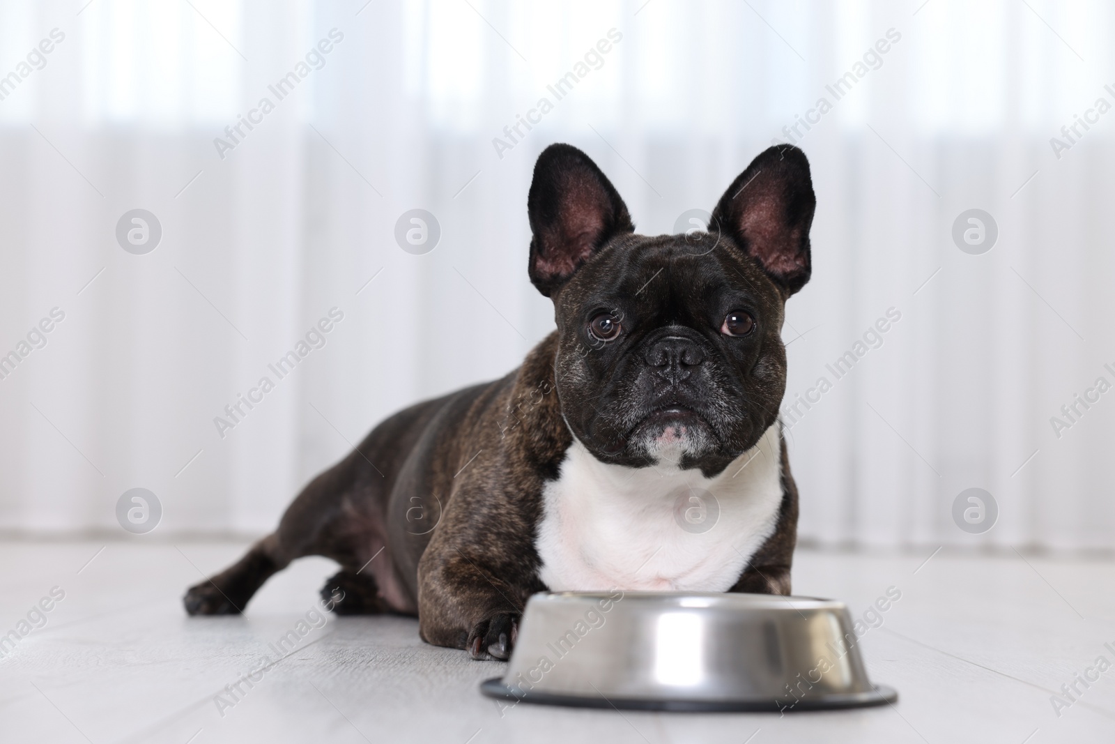 Photo of Adorable French Bulldog near bowl indoors. Lovely pet