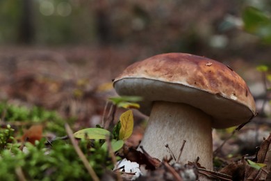 Beautiful mushroom growing in ground outdoors, closeup. Space for text
