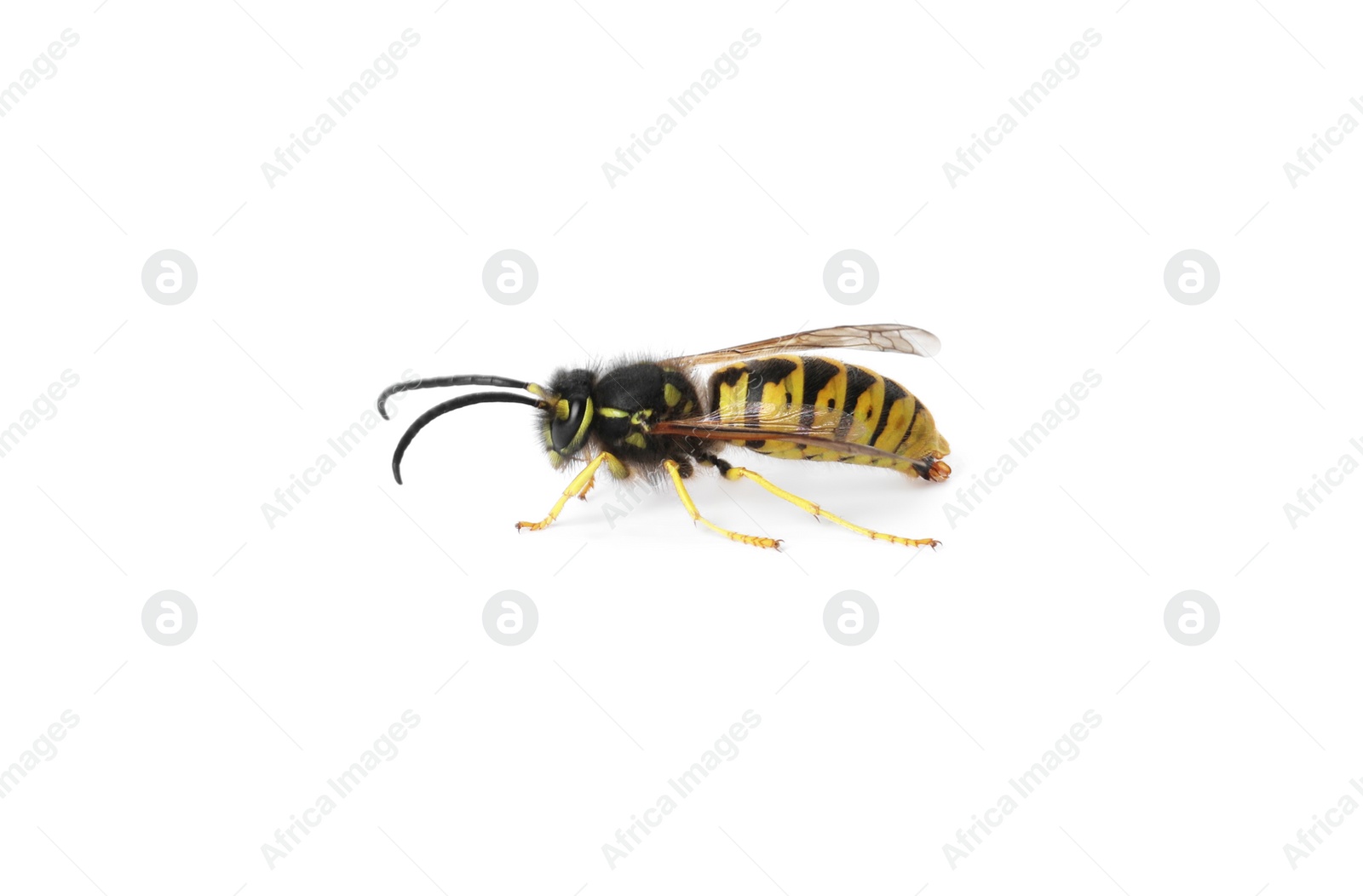 Photo of Beautiful wasp on white background. Wild insect