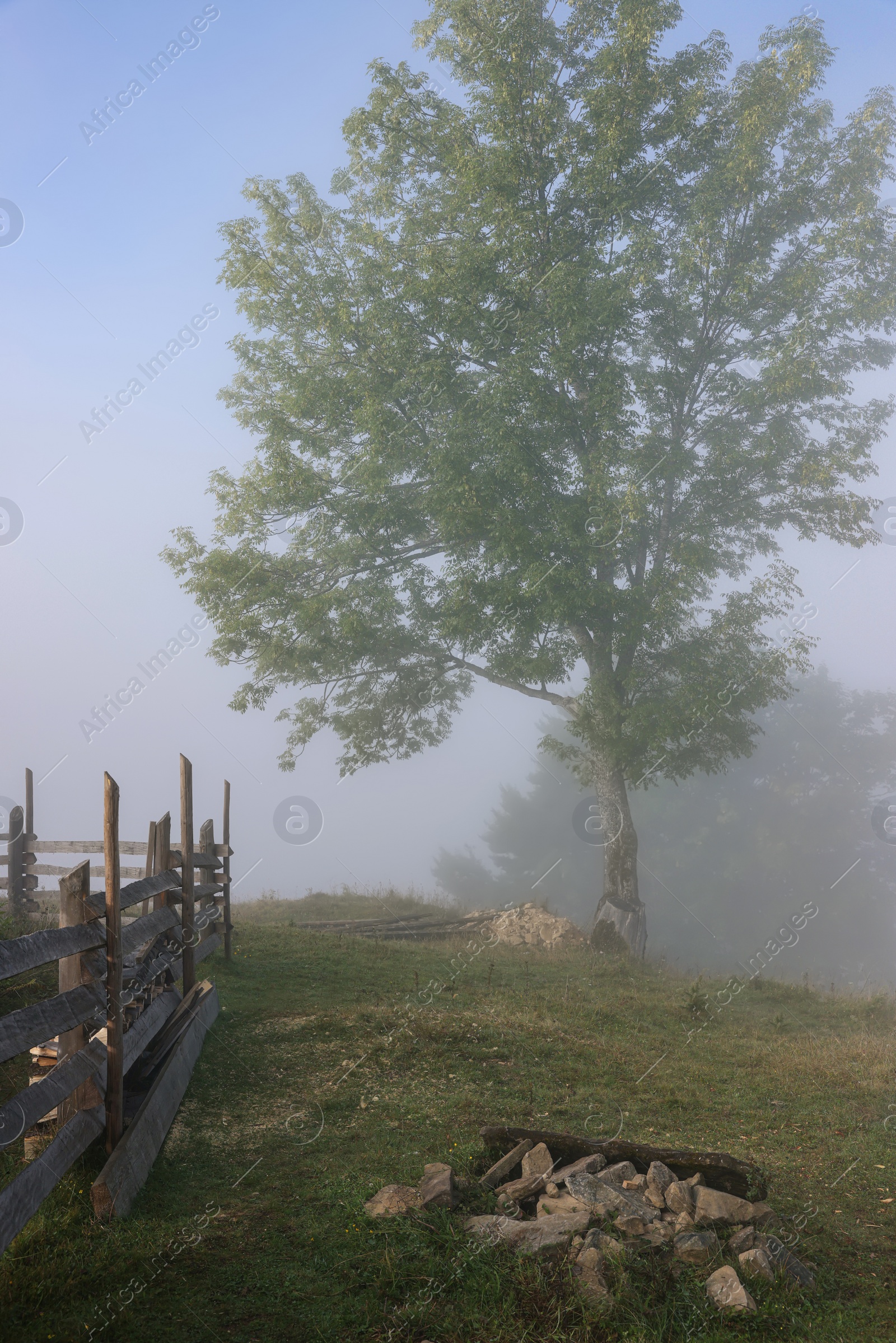 Photo of Tree growing on meadow in foggy morning