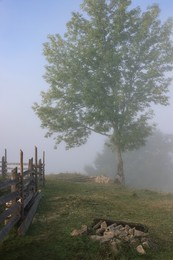 Tree growing on meadow in foggy morning