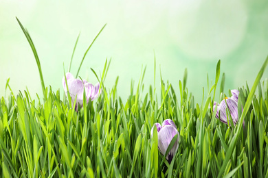 Fresh grass and crocus flowers on light green background, closeup. Spring season