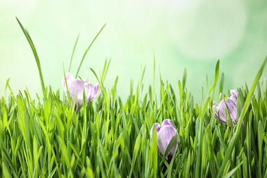 Photo of Fresh grass and crocus flowers on light green background, closeup. Spring season