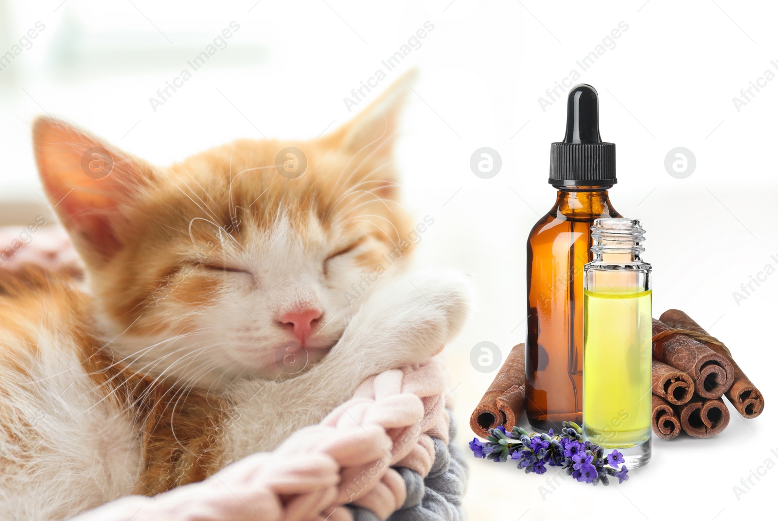 Image of Aromatherapy for animals. Essential oils and cute kitten on background