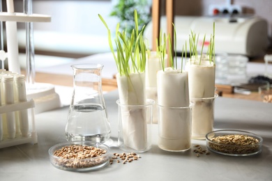 Photo of Germination and energy analysis of plants on table in laboratory. Paper towel method