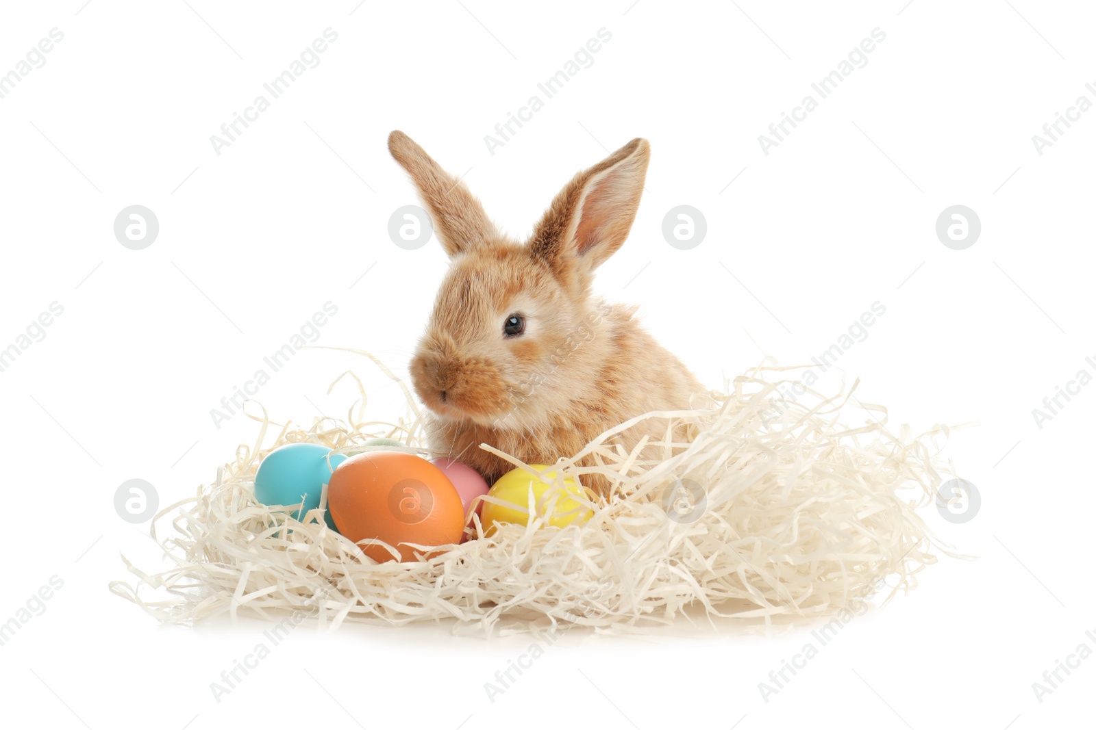 Photo of Adorable furry Easter bunny with decorative straw and dyed eggs on white background