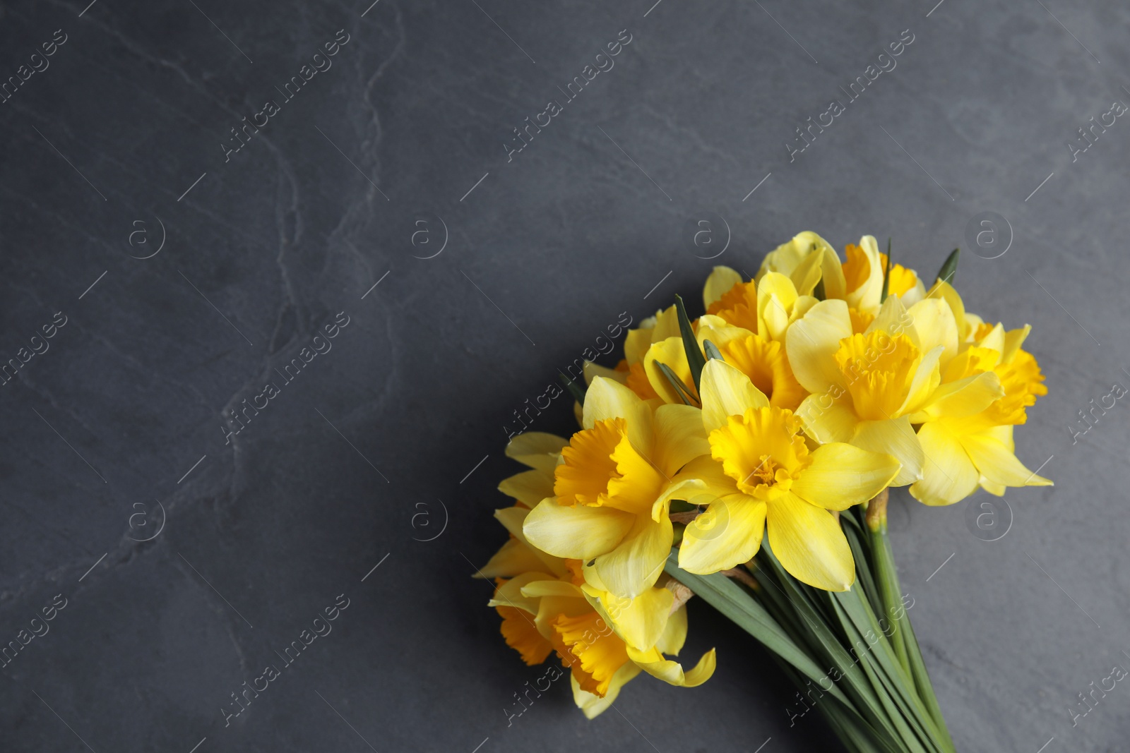 Photo of Bouquet of daffodils on dark background, top view with space for text. Fresh spring flowers