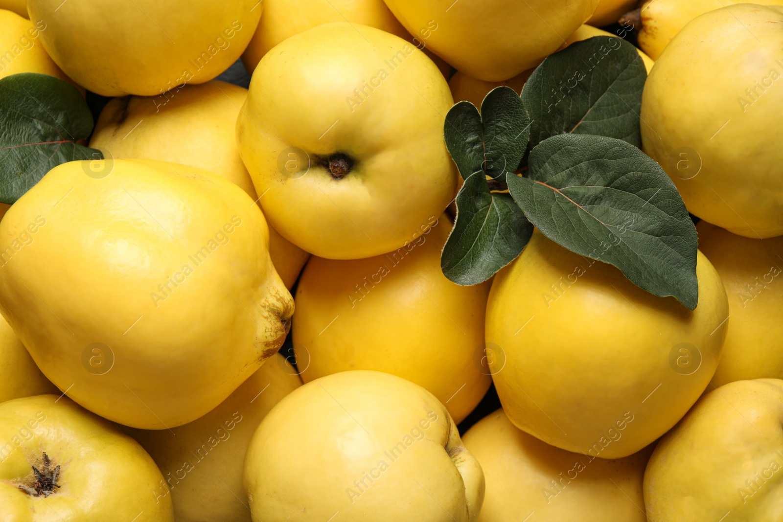 Photo of Fresh ripe organic quinces with leaves as background, closeup