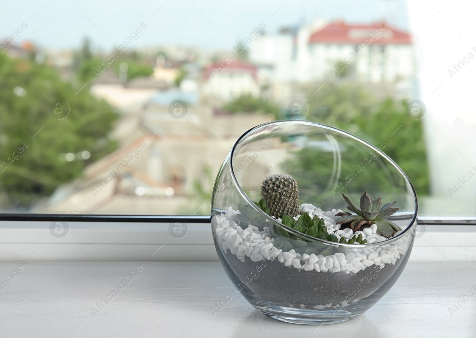 Photo of Glass florarium with different succulents on windowsill, space for text