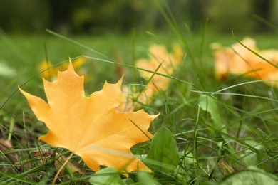 Photo of Fallen yellow leaf on grass in autumn, closeup