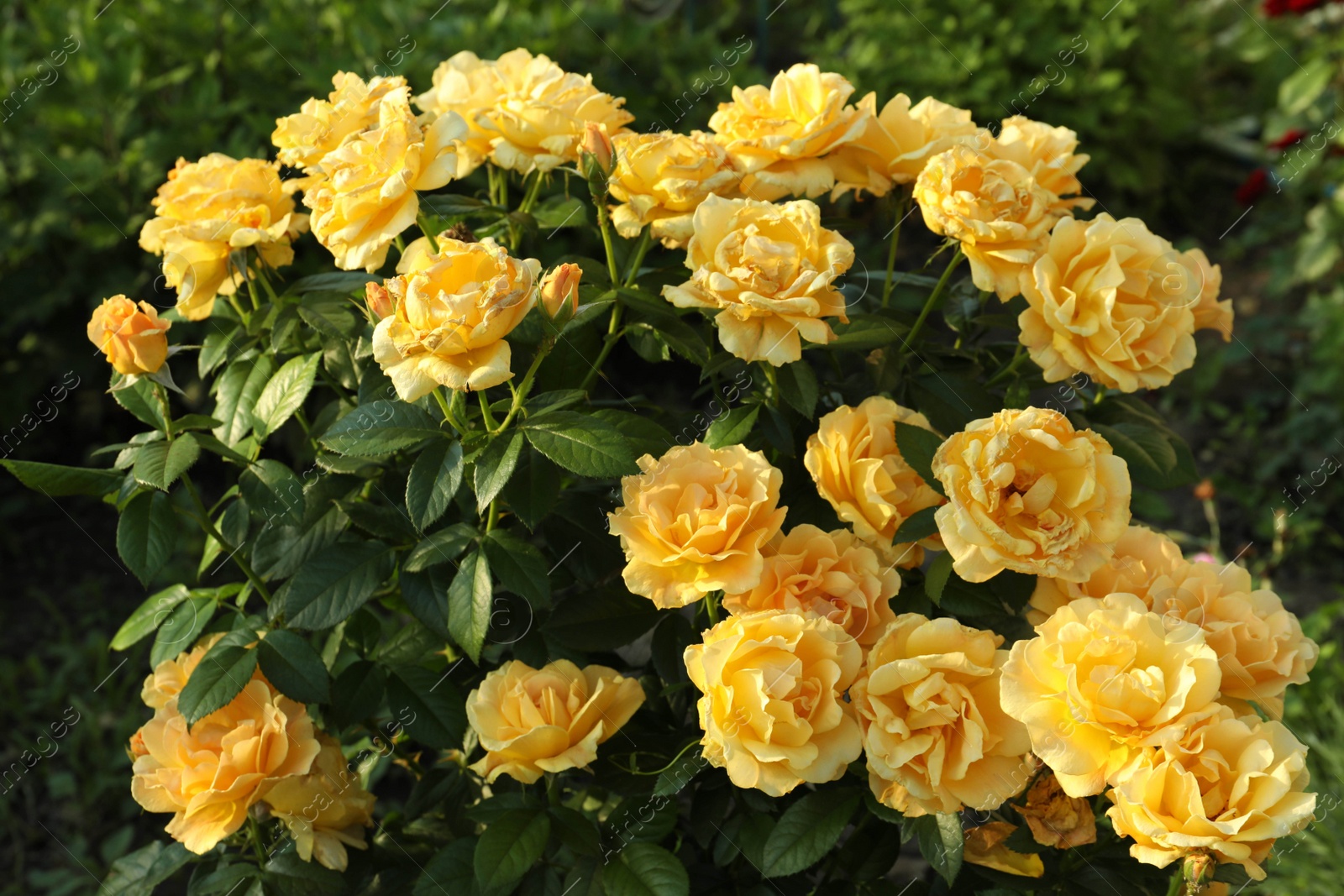 Photo of Beautiful blooming yellow roses on bush outdoors