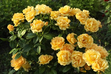 Photo of Beautiful blooming yellow roses on bush outdoors