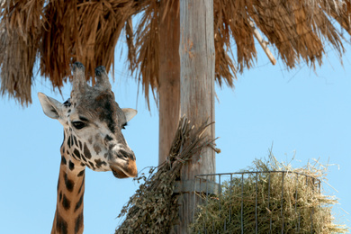 Rothschild giraffe at enclosure in zoo on sunny day