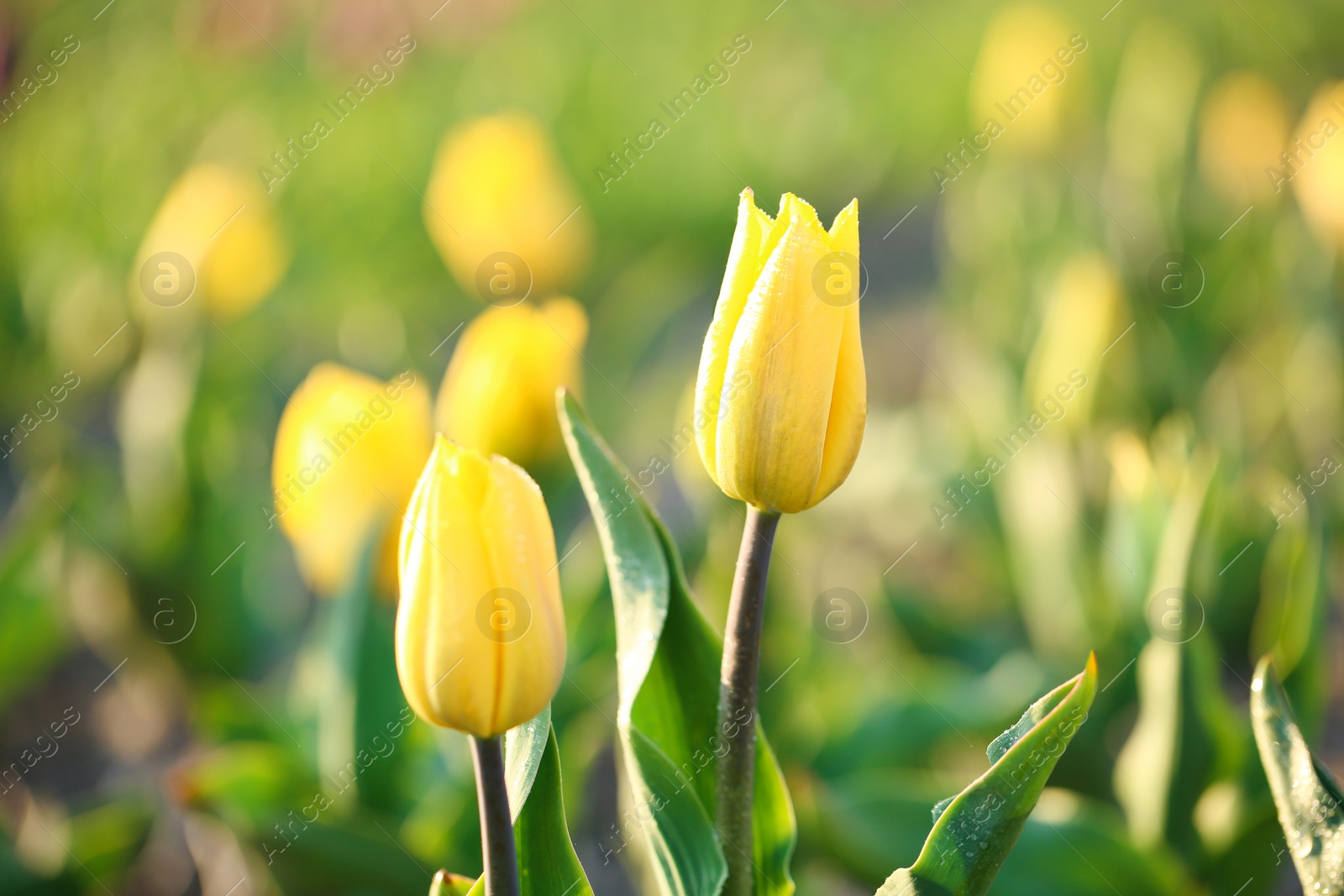 Photo of Closeup view of fresh beautiful tulips on field, space for text. Blooming spring flowers