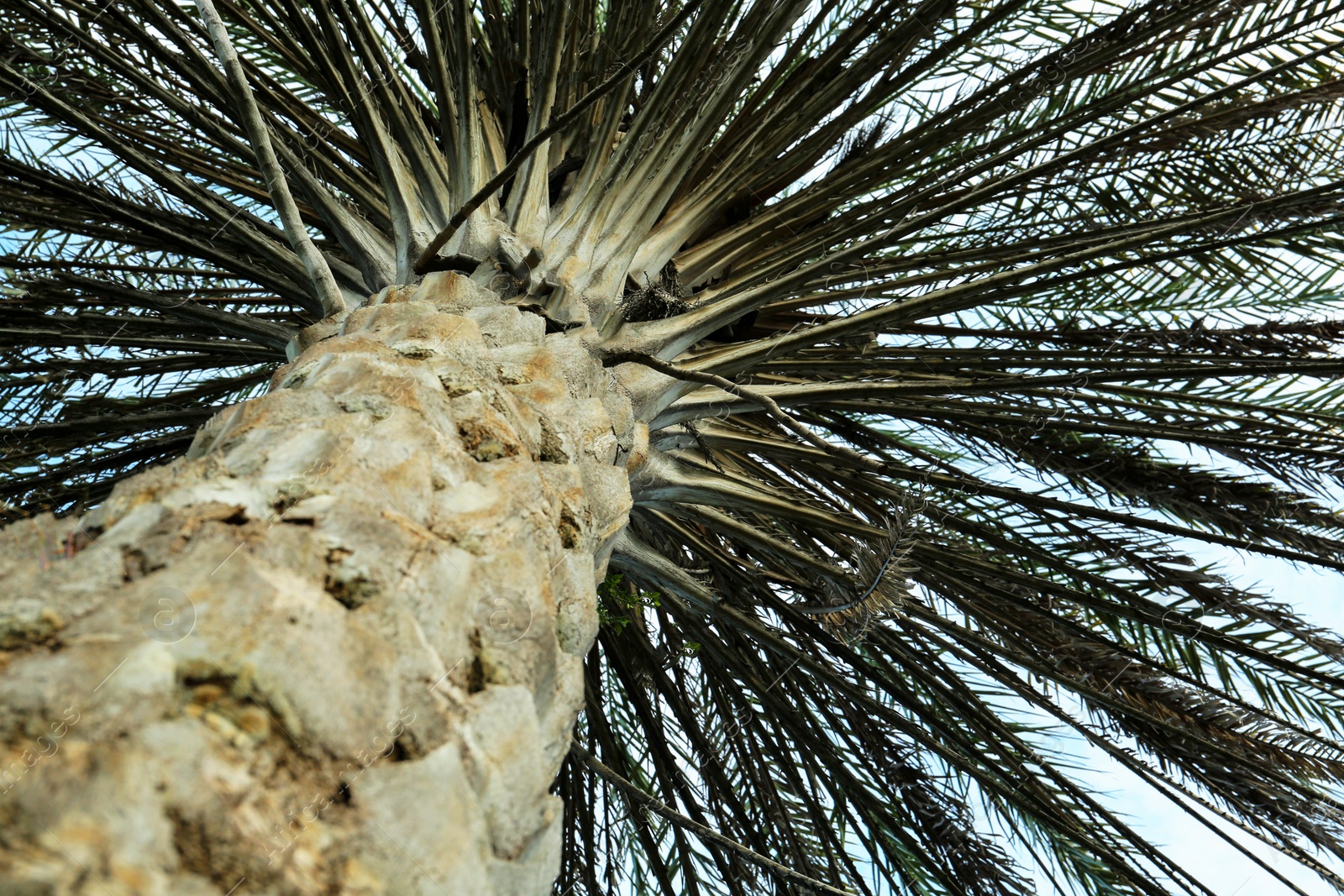 Photo of Beautiful palm tree against blue sky, low angle view