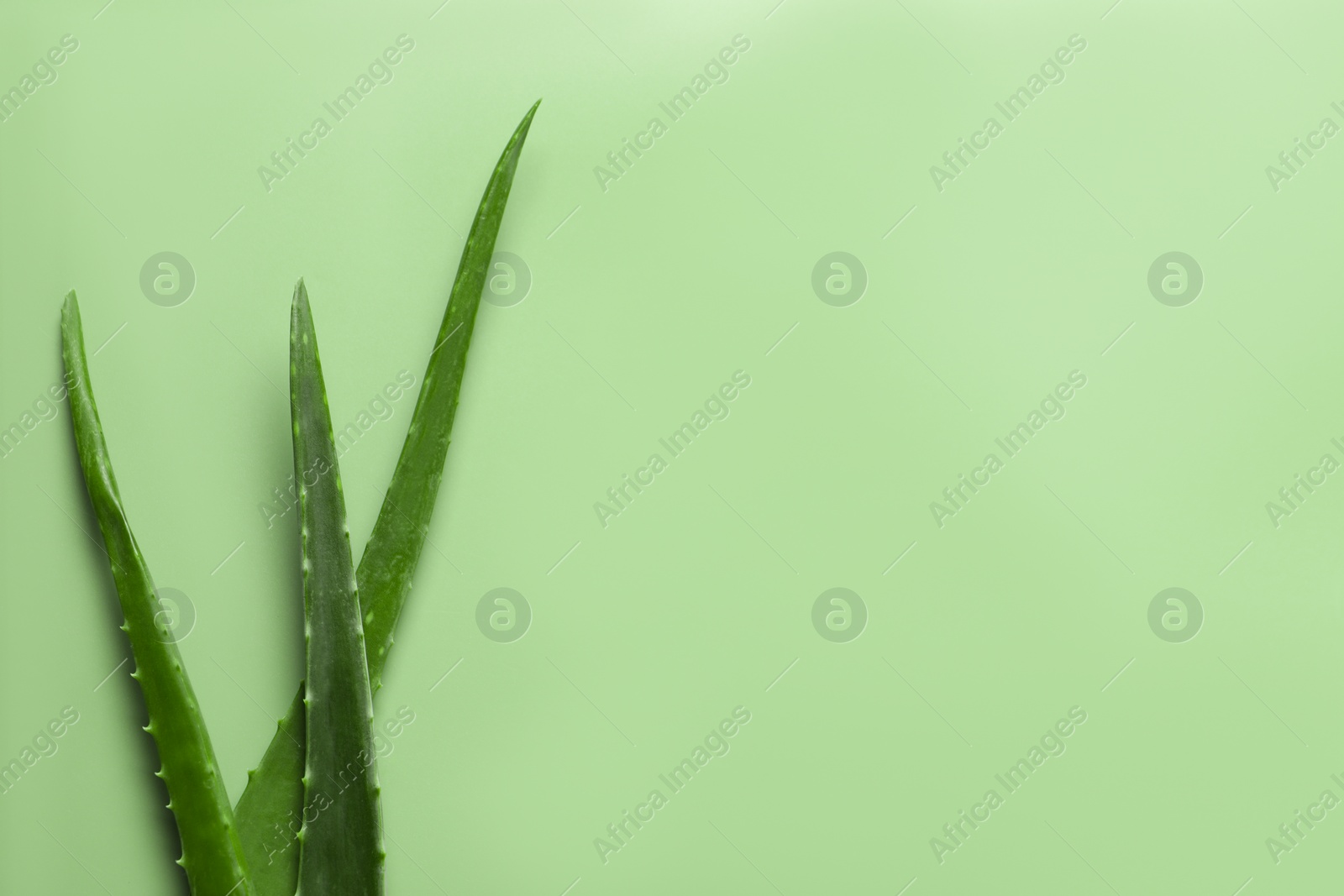 Photo of Fresh aloe vera leaves on light green background, flat lay. Space for text