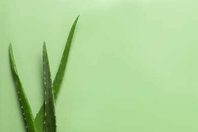Photo of Fresh aloe vera leaves on light green background, flat lay. Space for text