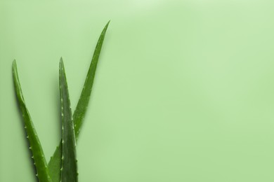 Fresh aloe vera leaves on light green background, flat lay. Space for text