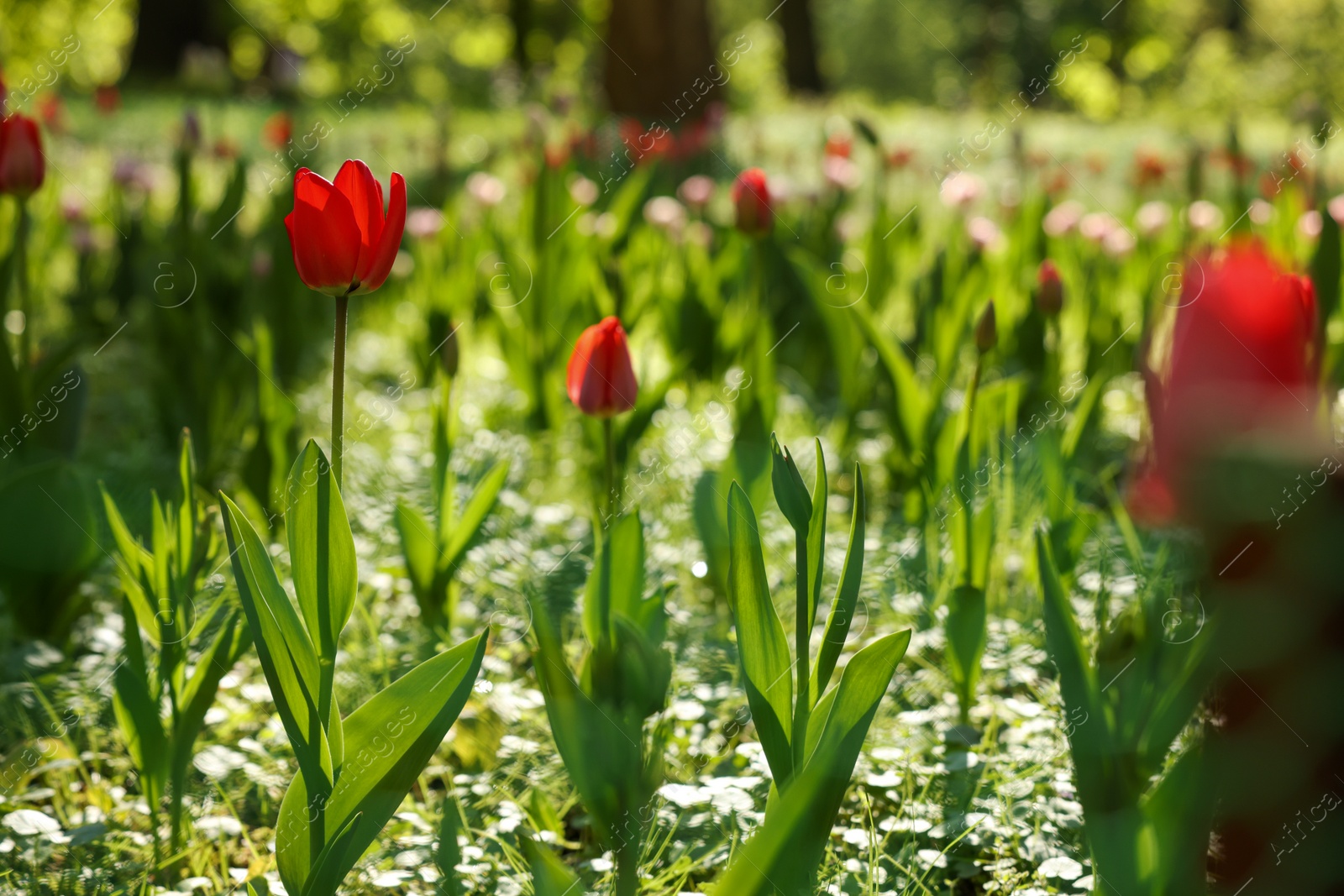 Photo of Beautiful red tulips growing outdoors on sunny day