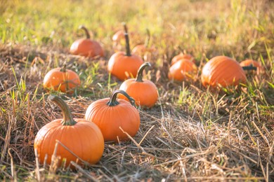 Photo of Many ripe orange pumpkins in field outdoors