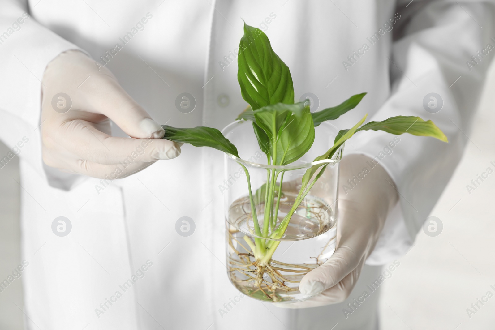 Photo of Lab assistant holding beaker with plant, closeup. Biological chemistry