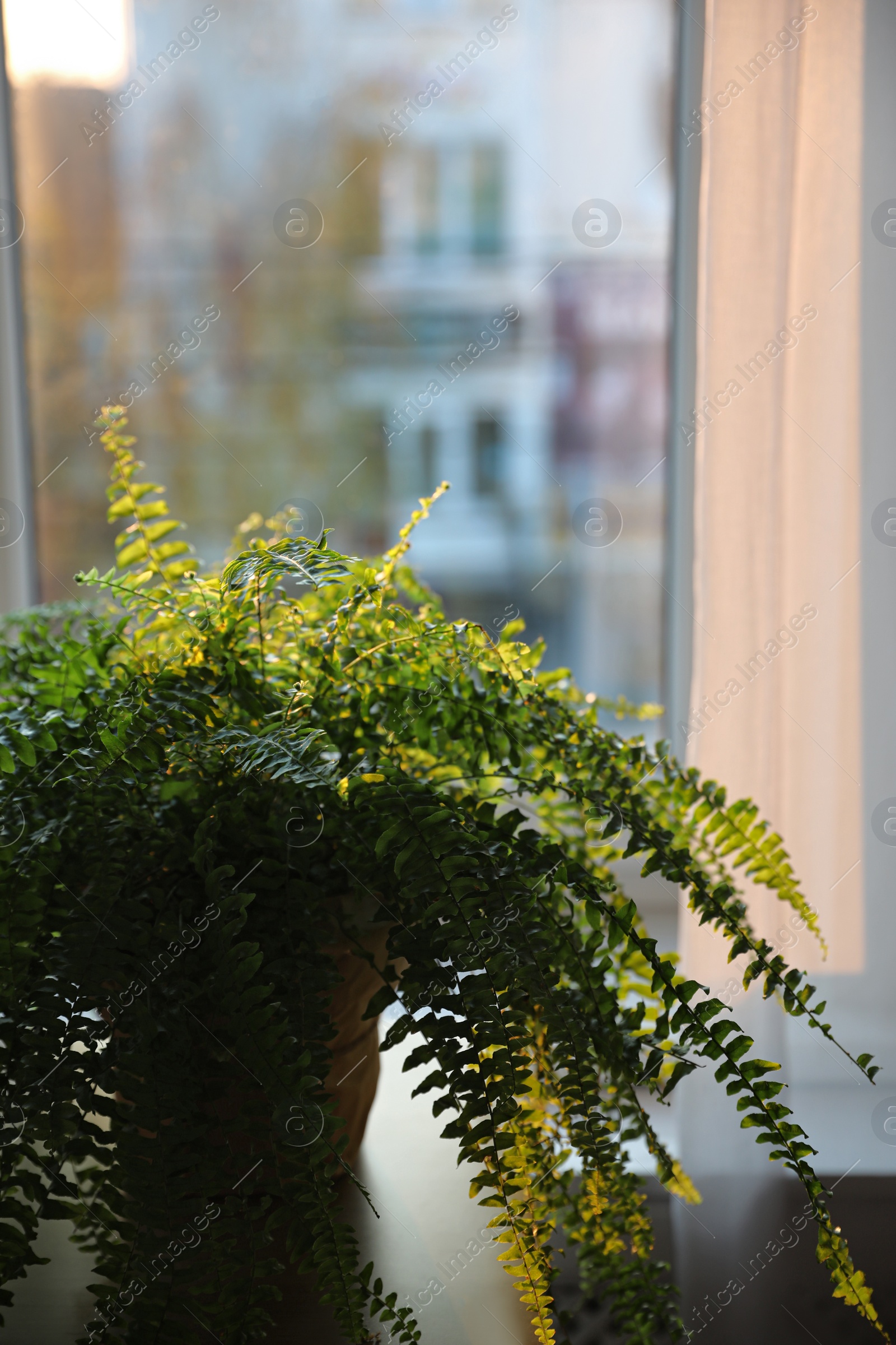 Photo of Potted fern plant on table at home