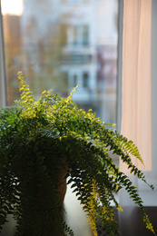 Potted fern plant on table at home