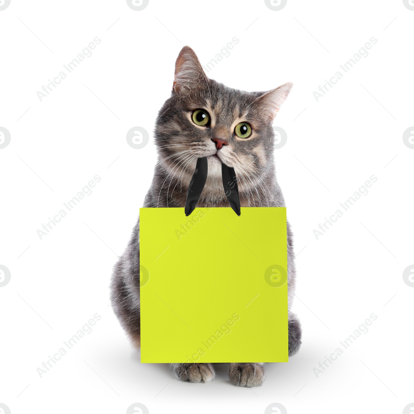 Image of Cute grey tabby cat holding yellow paper shopping bag on white background