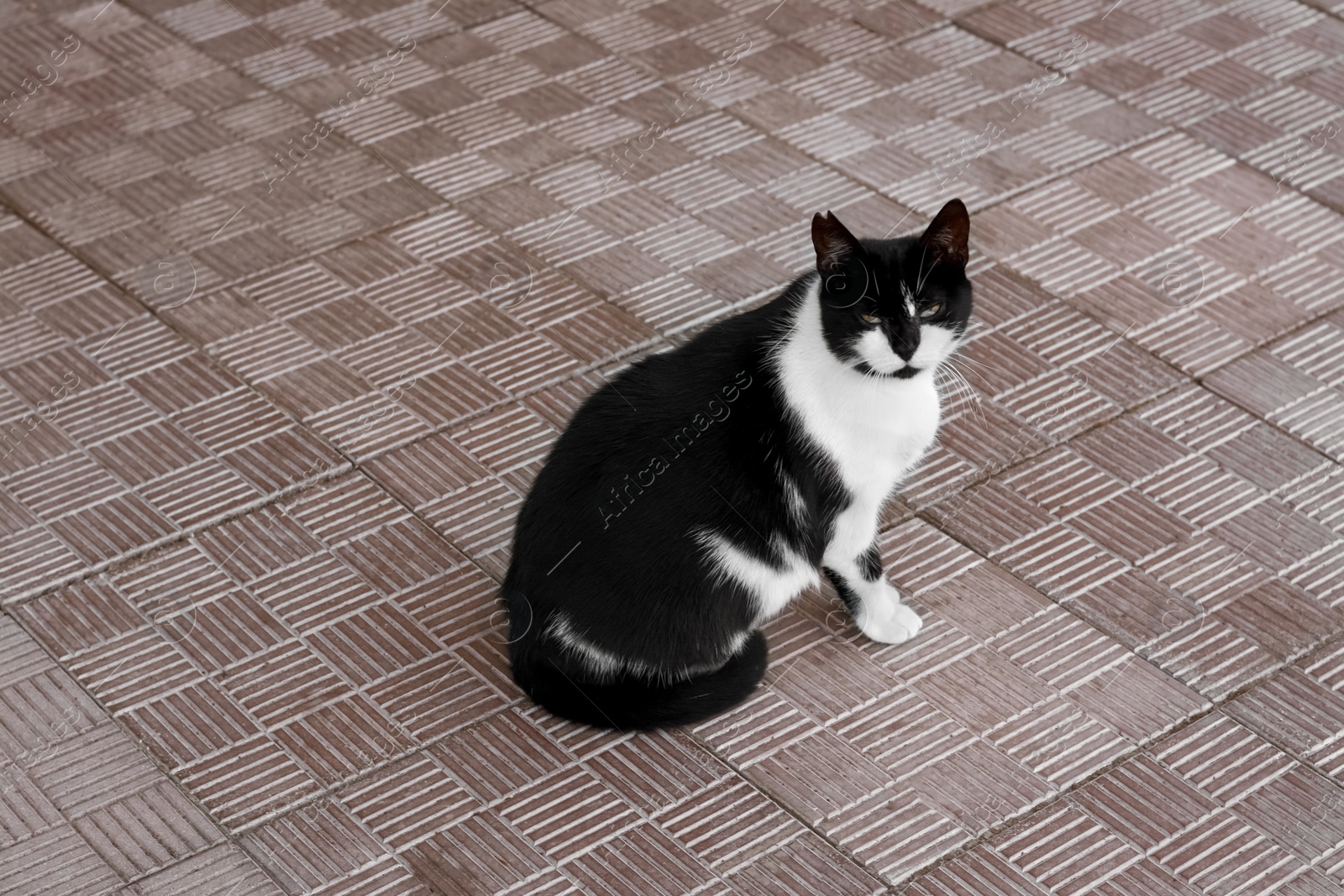 Photo of Lonely stray cat on pavement outdoors. Homeless pet