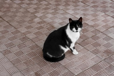 Lonely stray cat on pavement outdoors. Homeless pet